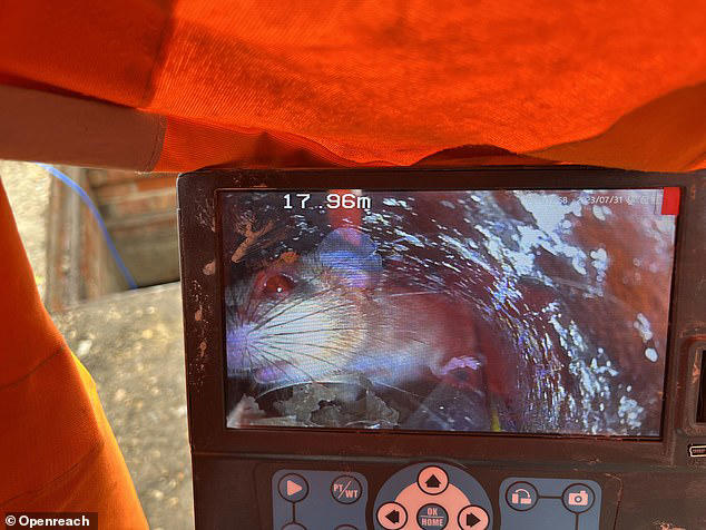 Broadband company will go bust over fears rats have chewed through its ...