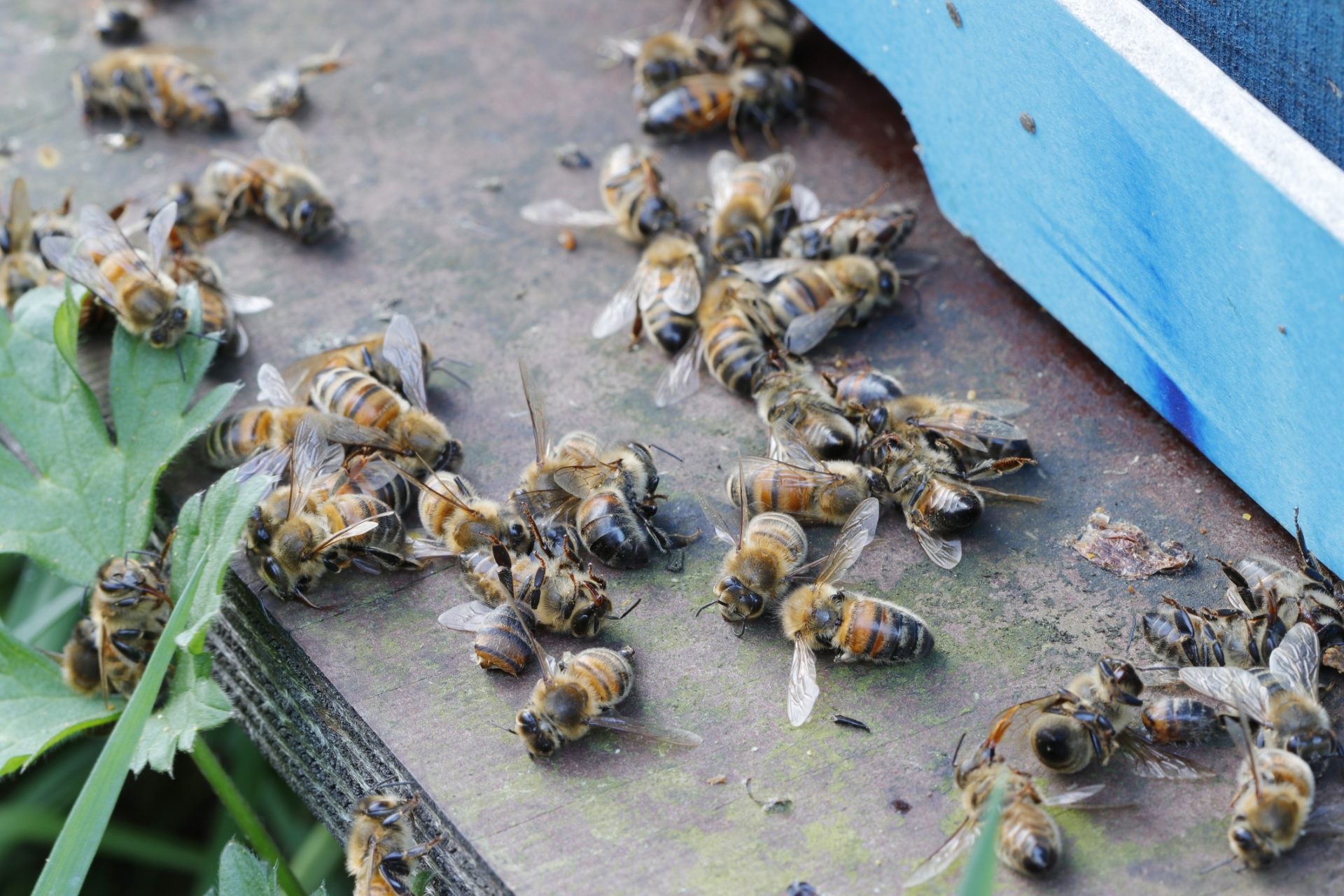 Why moths may matter more than bees, according to science