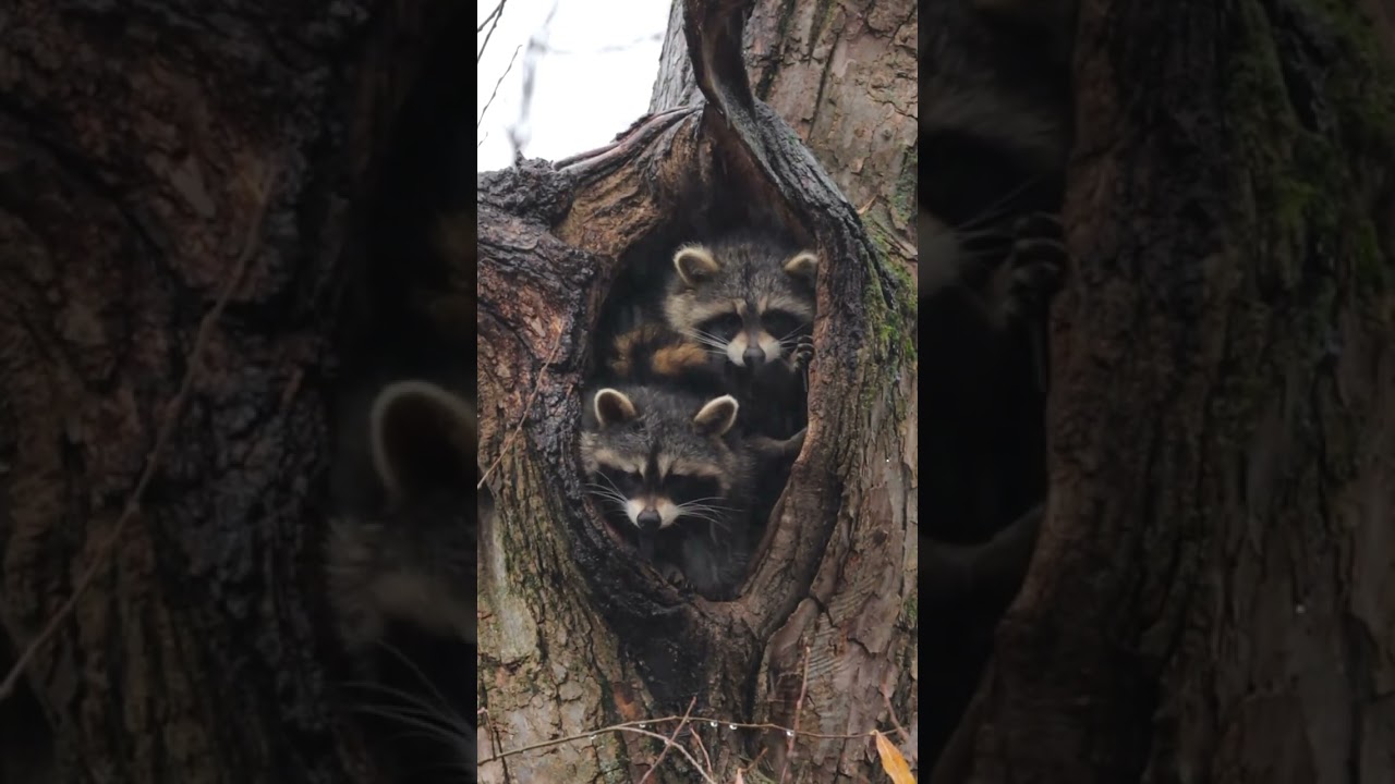See cute raccoons enjoy a rainy day adventure