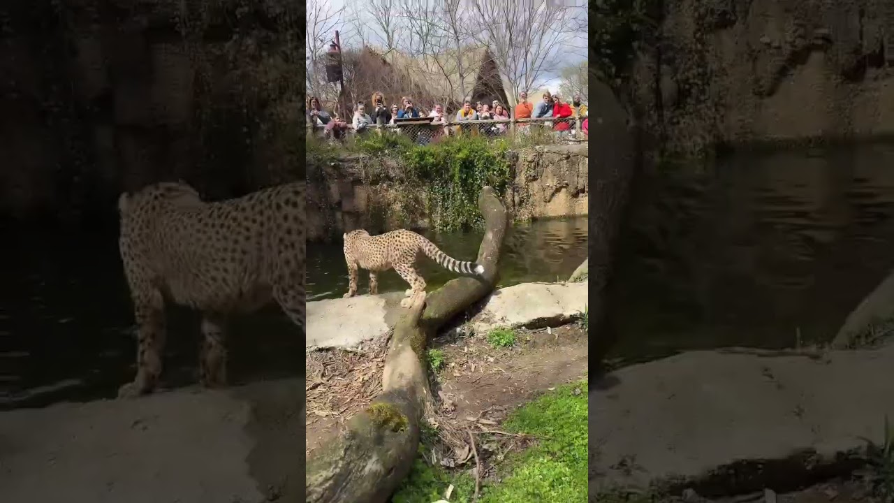 Watch brave cheetah cubs explore their outdoor home for first time