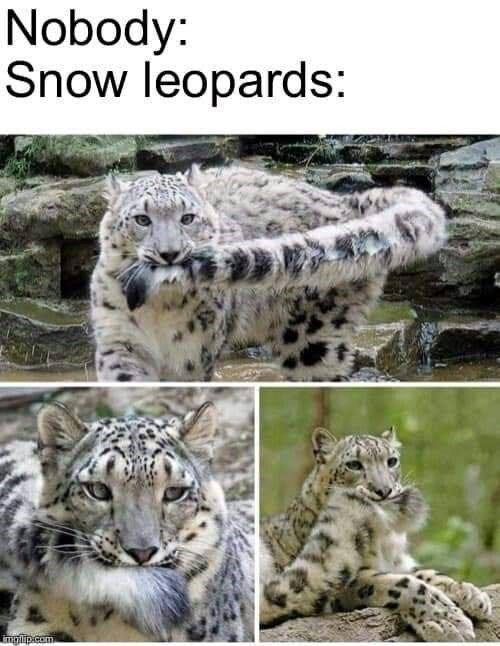 A wholesome helping of 30 animal memes for when you need cute critter ...