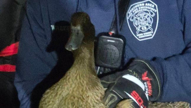 Injured duck rescued from icy York County waters ahead of winter storm