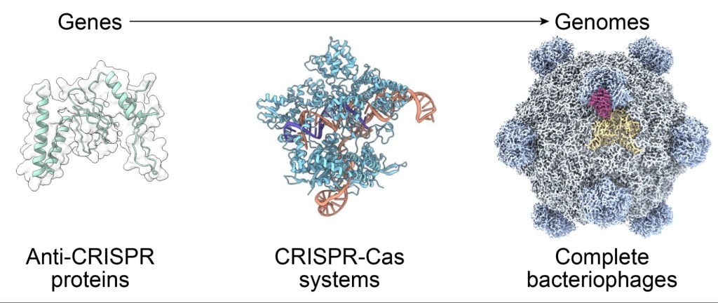 New virus with genetic code written by AI is first step towards a lab ...