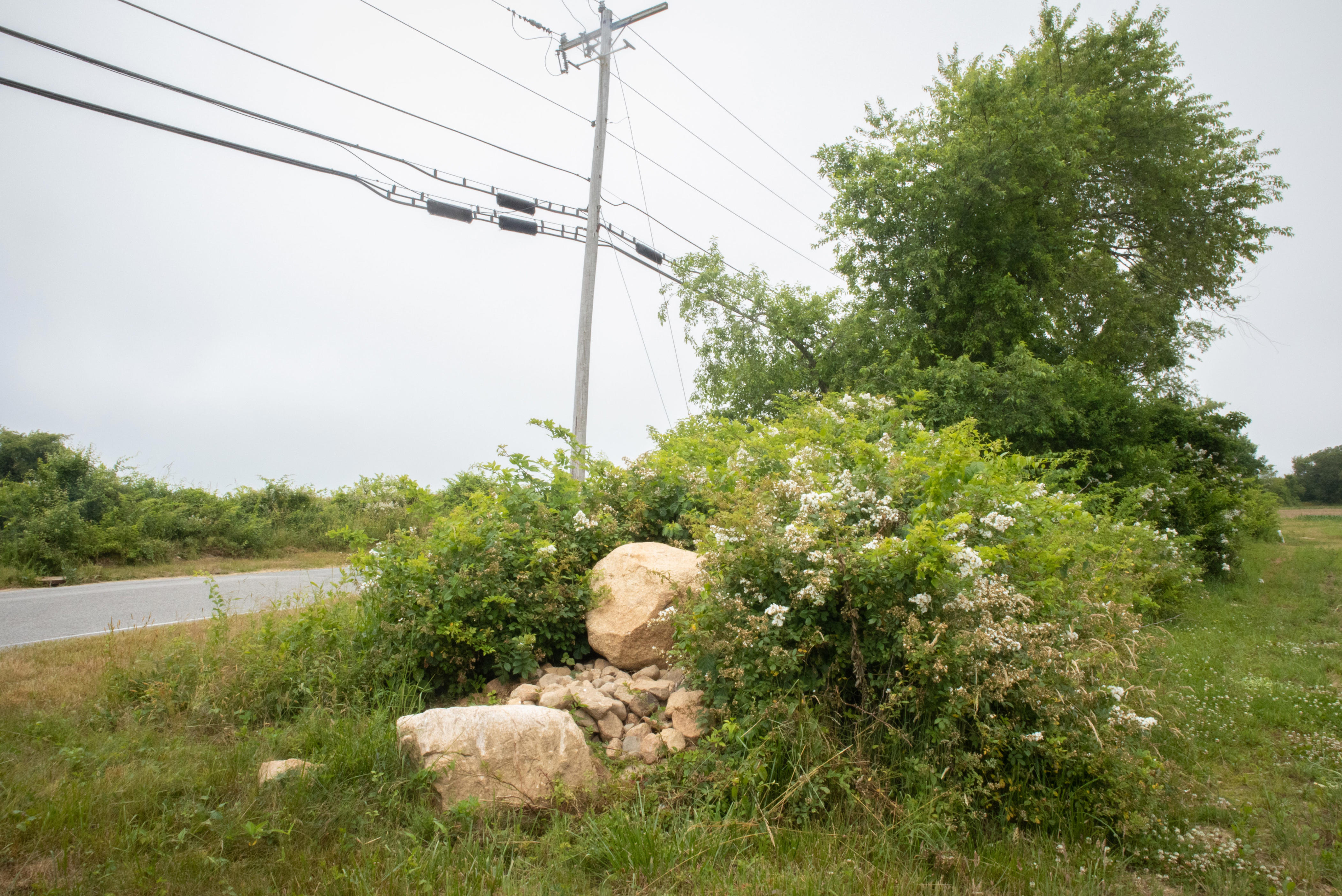 Should RI ban sale of invasive plants? Bill draws widespread support
