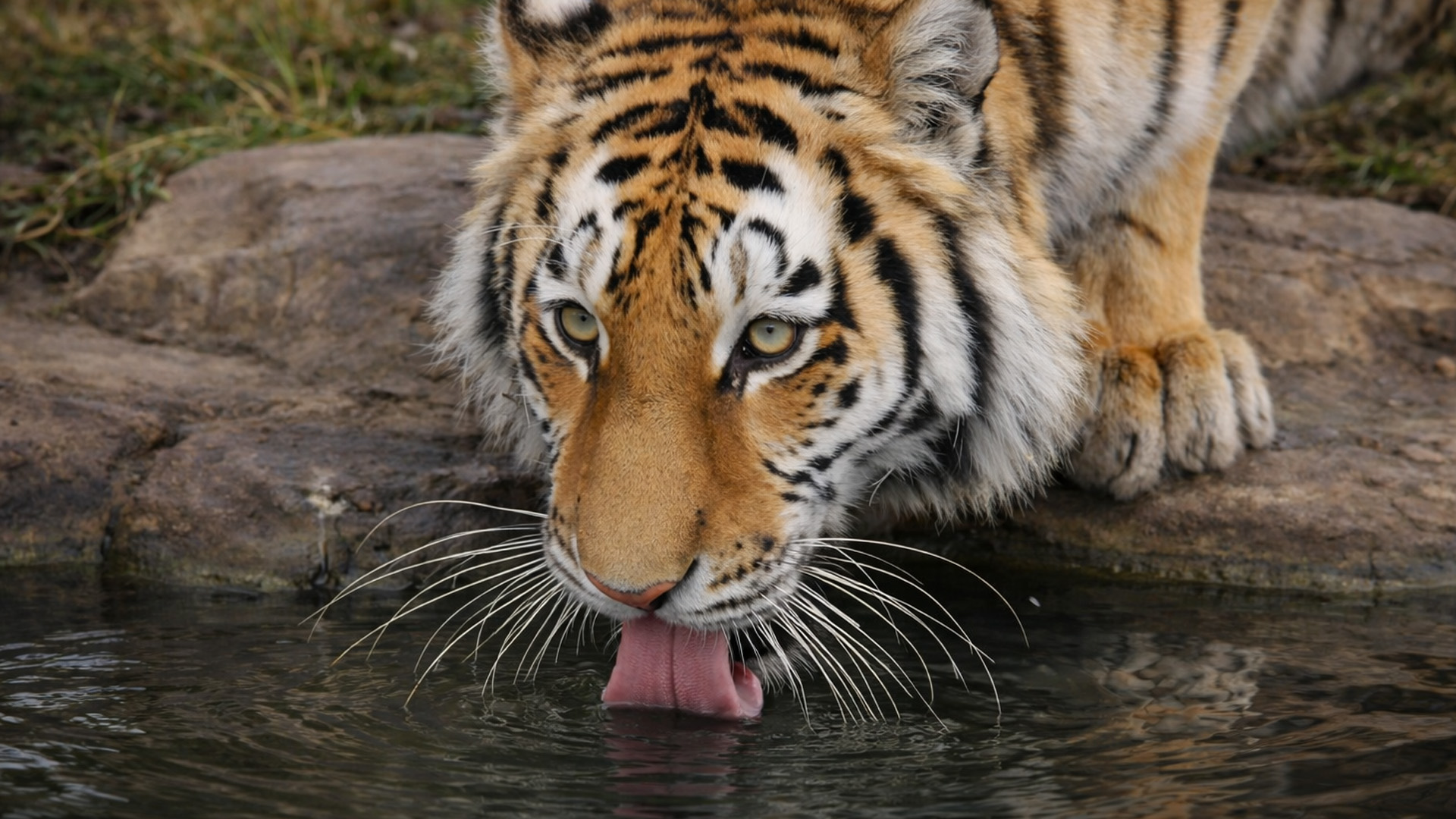 This tiger didn’t seem to mind me watching