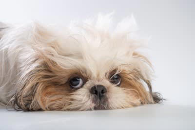 『鼻ぺちゃな犬』がなりやすい病気5つ 短頭種にみられる特徴や普段からできる対策まで
