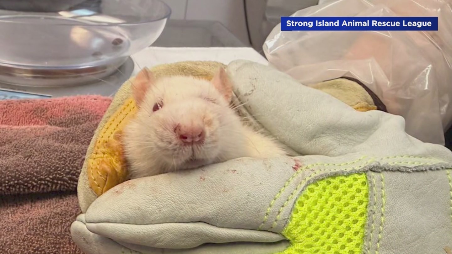 'Dying of thirst': Hundreds of rats found living in Long Island home