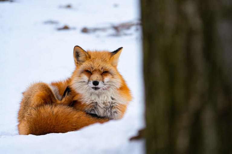Why you’re seeing so many foxes right now