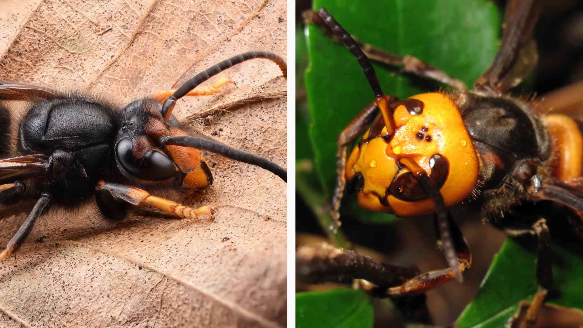 When invasive animals crossed from disruption to murder