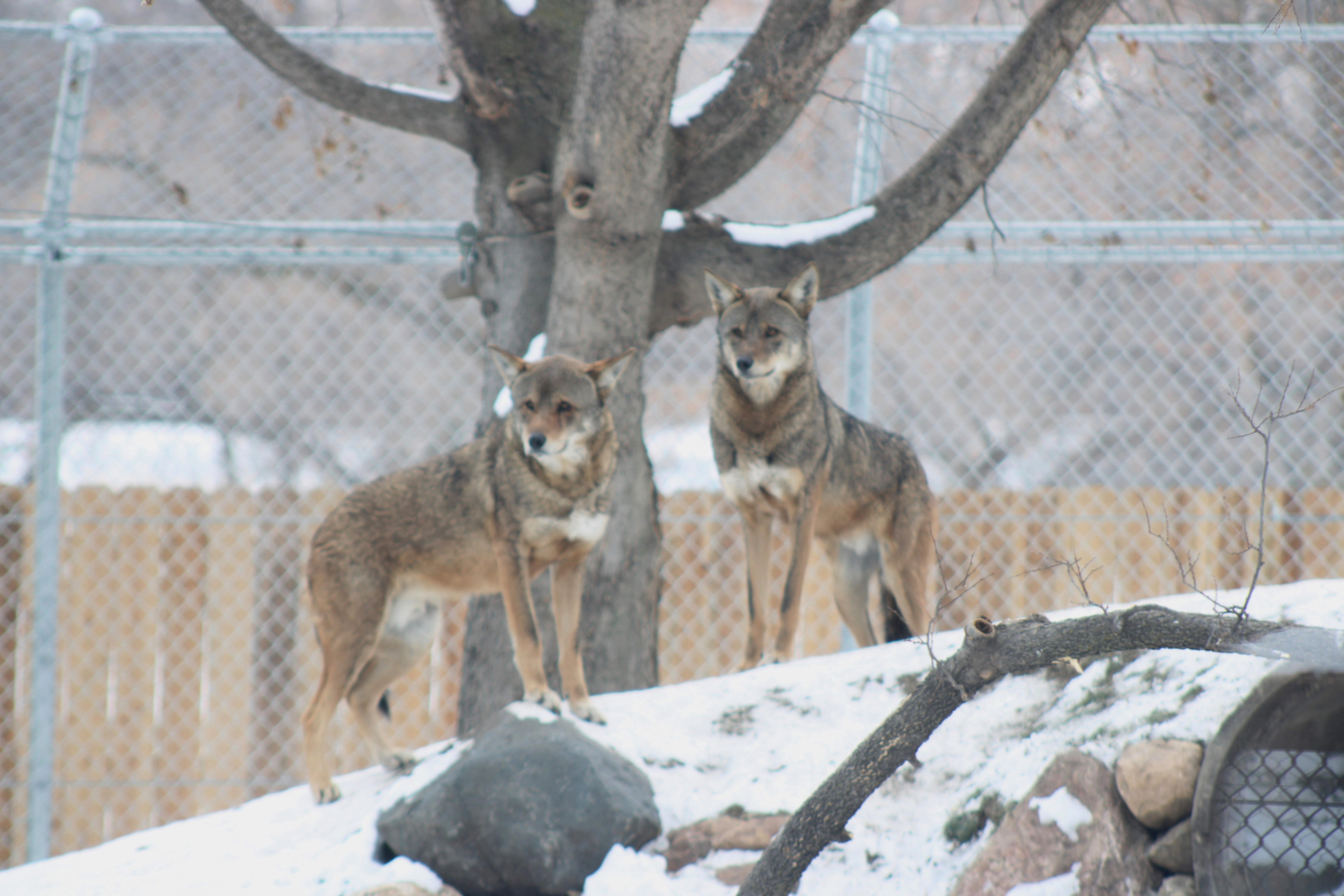 Montgomery Zoo plans to add endangered red wolves