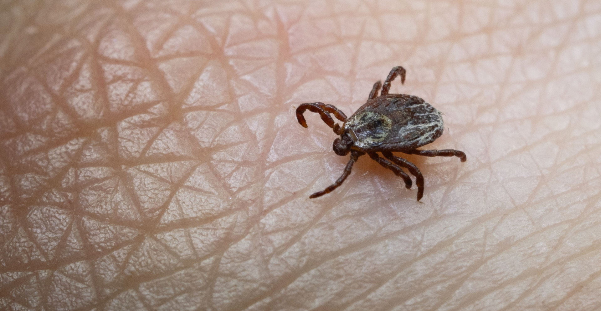 Bloodsucking parasites: what you need to know and how to stay safe