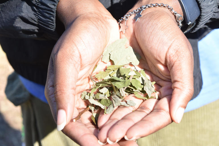 A Gullah Geechee artist reimagines plant life in mural, coloring books
