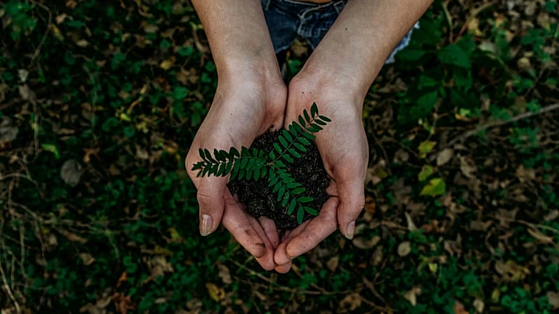 UK and EU tree planting pledges face reality check as scientists warn ...