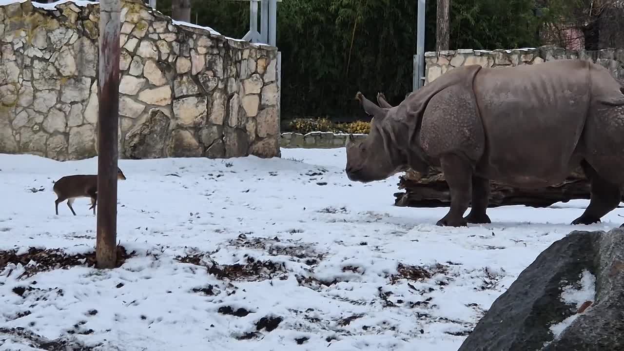 Fearless baby deer butts heads with two-tonne rhino and chases it away