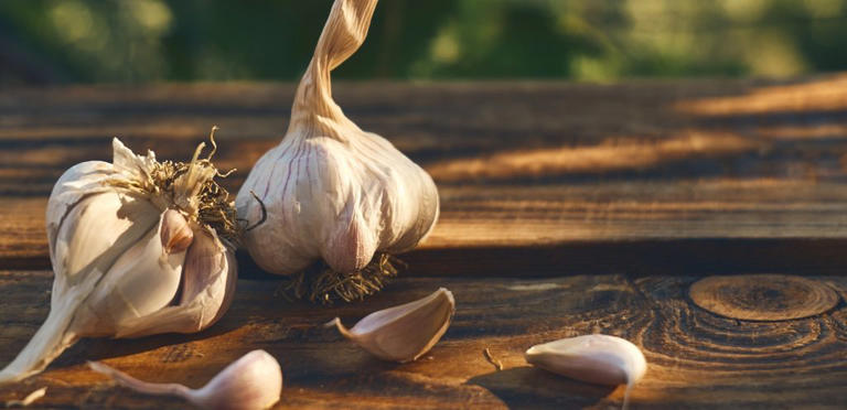 للثوم استخدامات صحية متنوعة