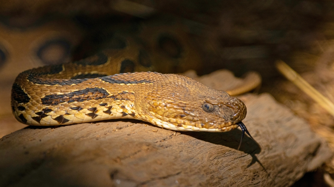 The 4 snake species behind most fatal bites on Earth