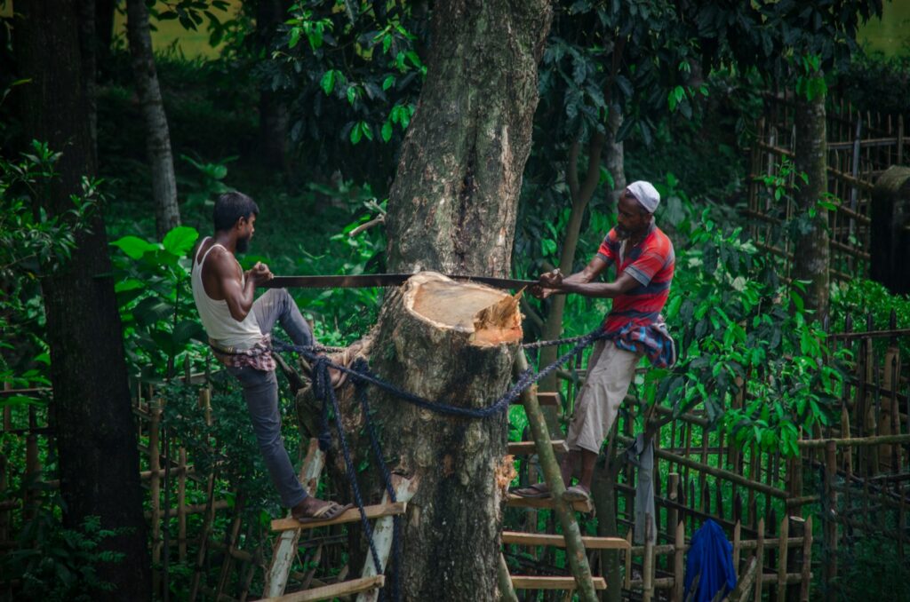 Countries that are making forests disappear