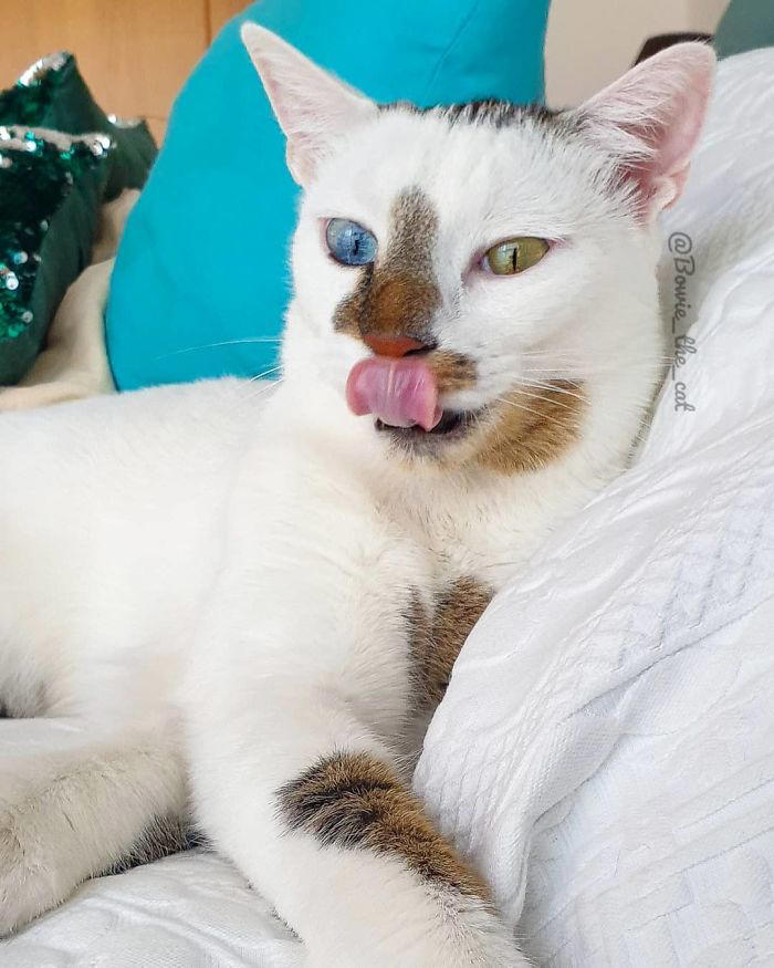 29 heartwarming photos of a cat distinguished by distinct eye colors