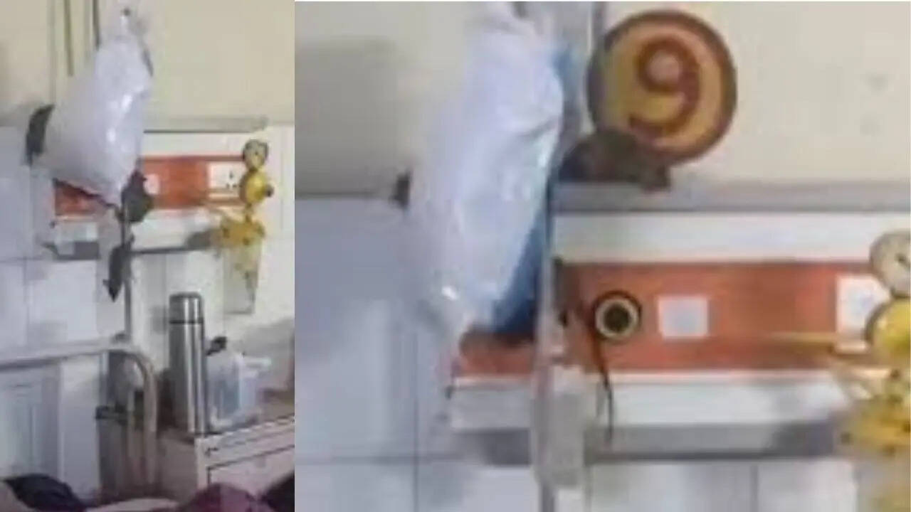 Rats near oxygen pipes as patients lie on bed, video from UP govt ...