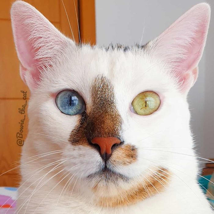 29 heartwarming photos of a cat distinguished by distinct eye colors