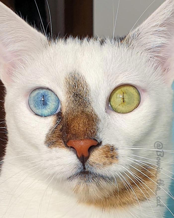 29 heartwarming photos of a cat distinguished by distinct eye colors
