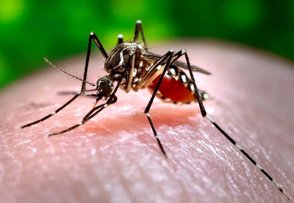 The 10 most dangerous insects in the world that you might encounter ...