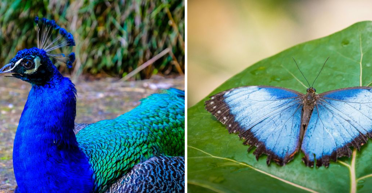Blue animals found in nature