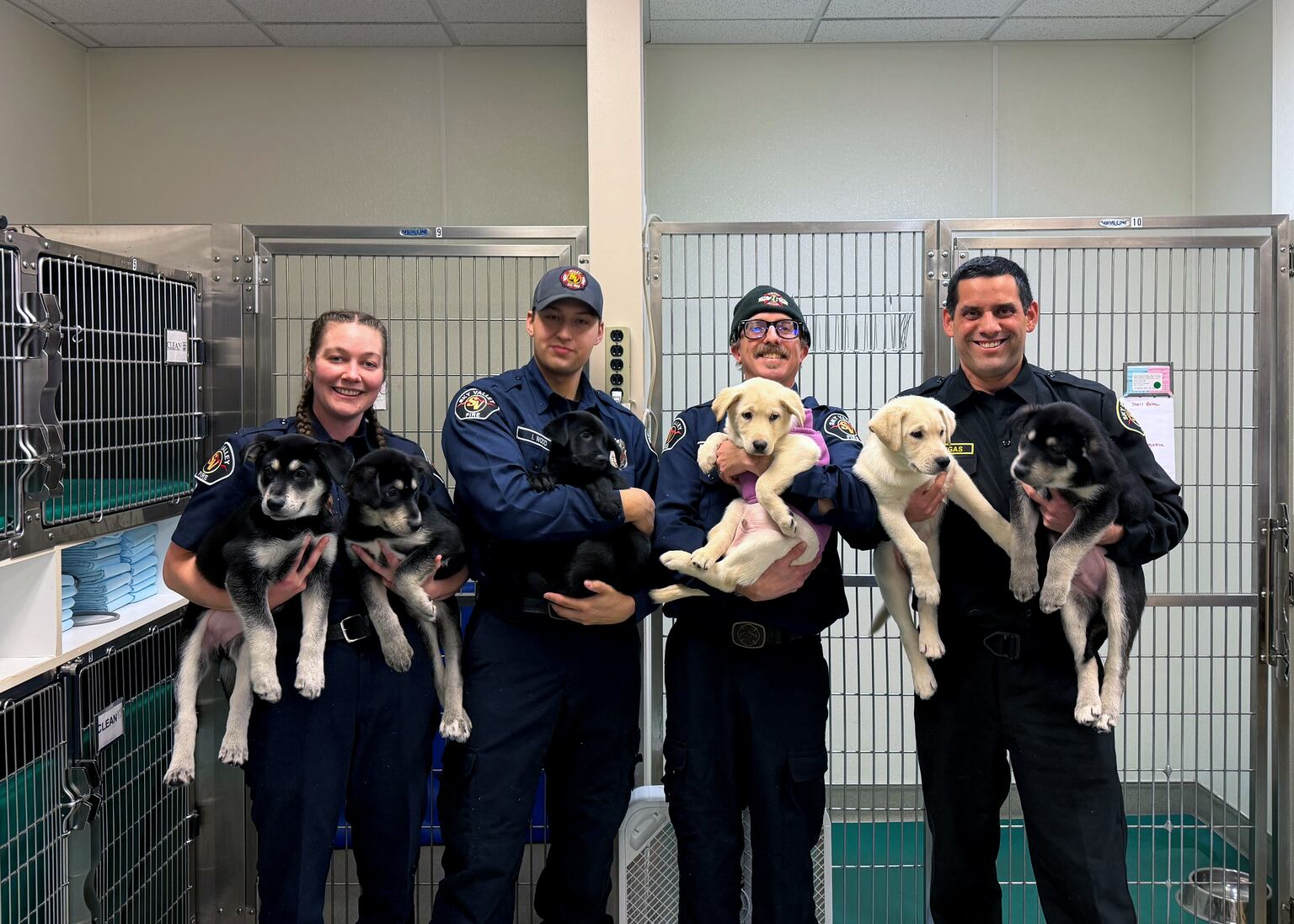 Six puppies up for adoption after surviving suspected drug overdose in US