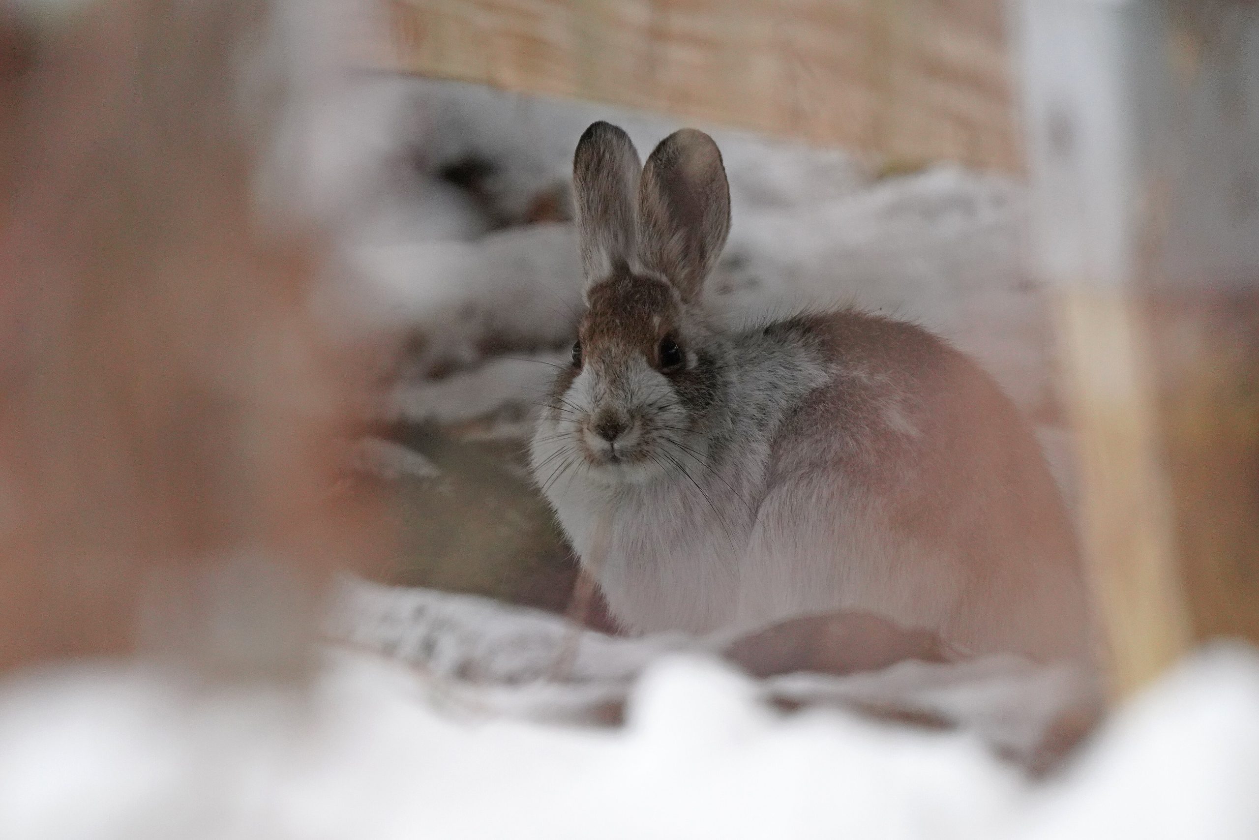 9 animals that react differently to snow than people expect
