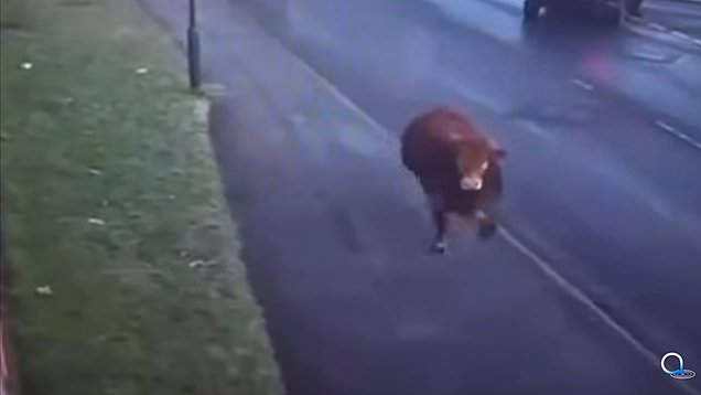 Escaped bull running rampant on North Yorkshire train tracks