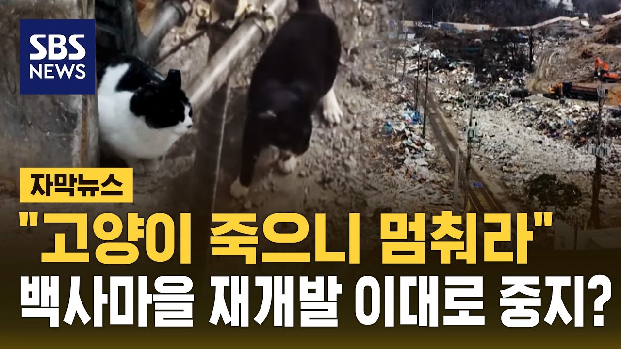 고양이 죽으니 멈춰라