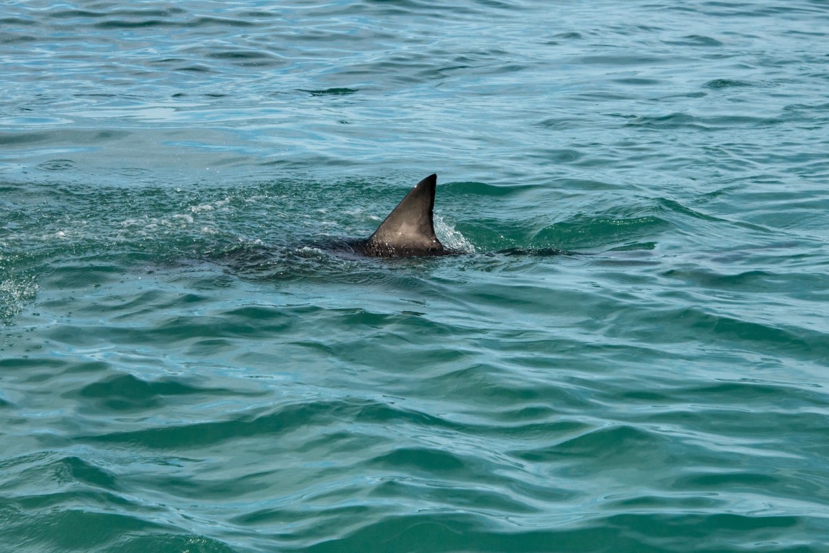 Puncture wounds, board broken in suspected Northern California shark attack<br>