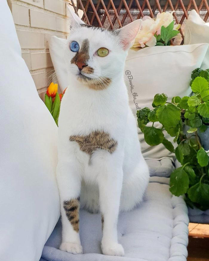 29 heartwarming photos of a cat distinguished by distinct eye colors