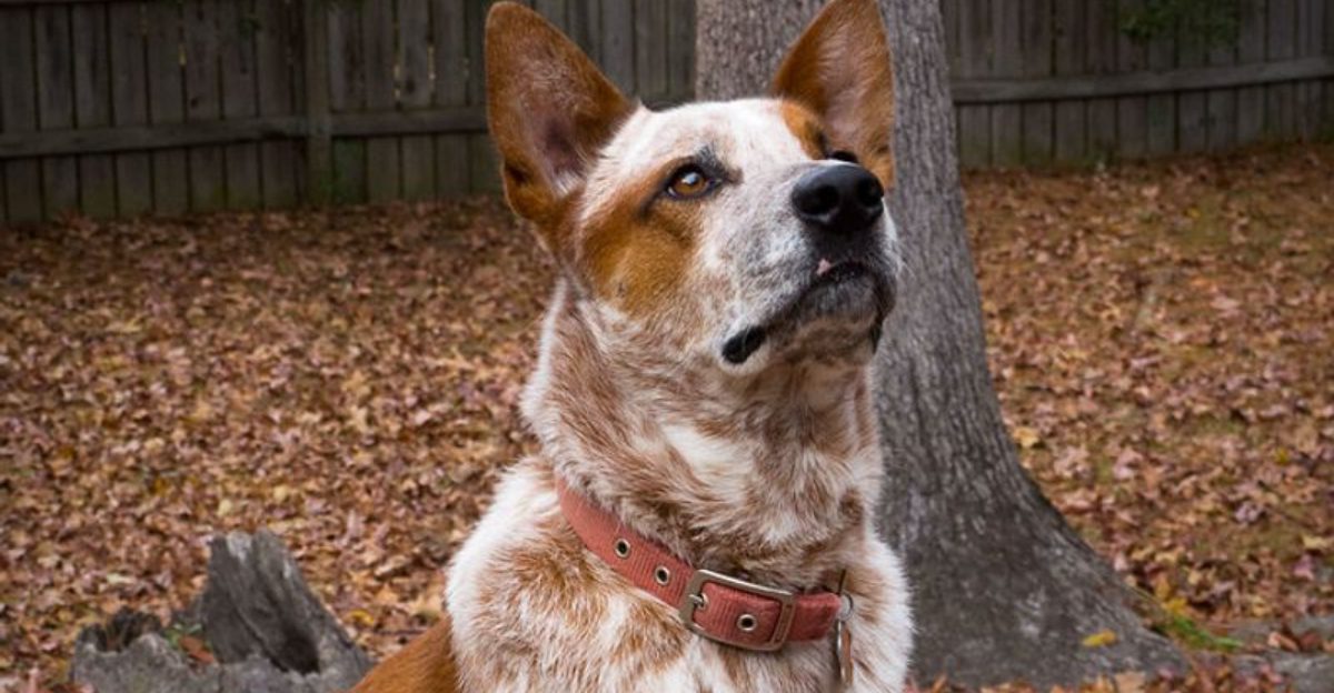 Everyone wants a smart dog – 10 breeds that outsmart owners who aren't ...