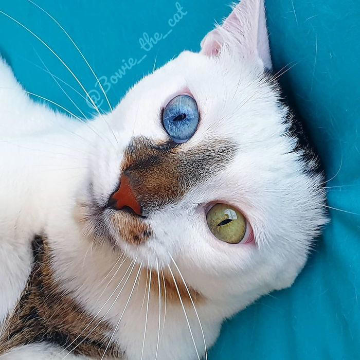 29 heartwarming photos of a cat distinguished by distinct eye colors