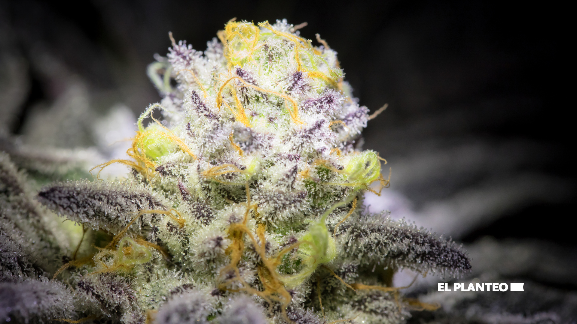 Cepas de marihuana: Critical Mass