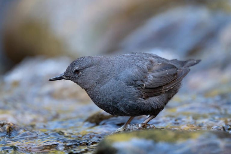 American dipper: The only aquatic songbird