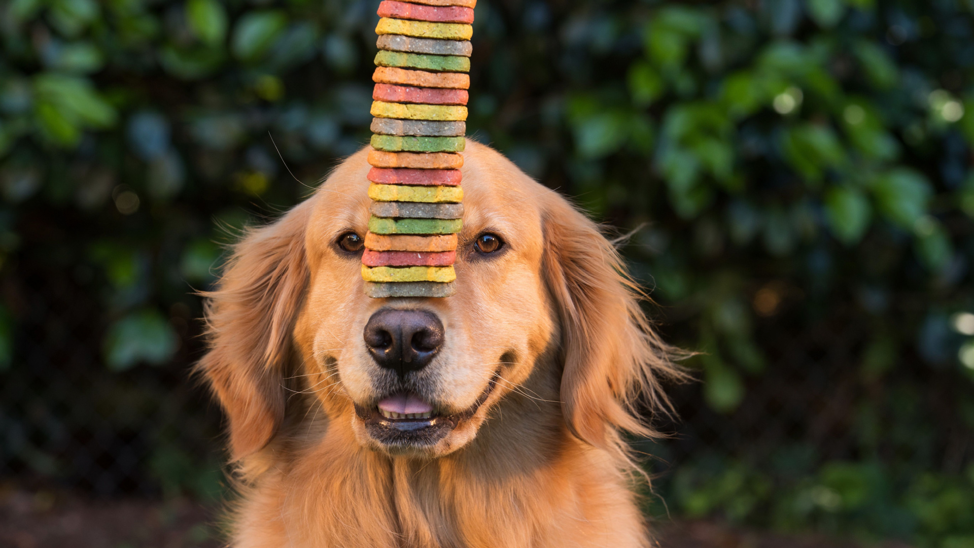 Photo inspiration: Visual Reference: 15 Dog Breeds That Are Especially Food Motivated During Training