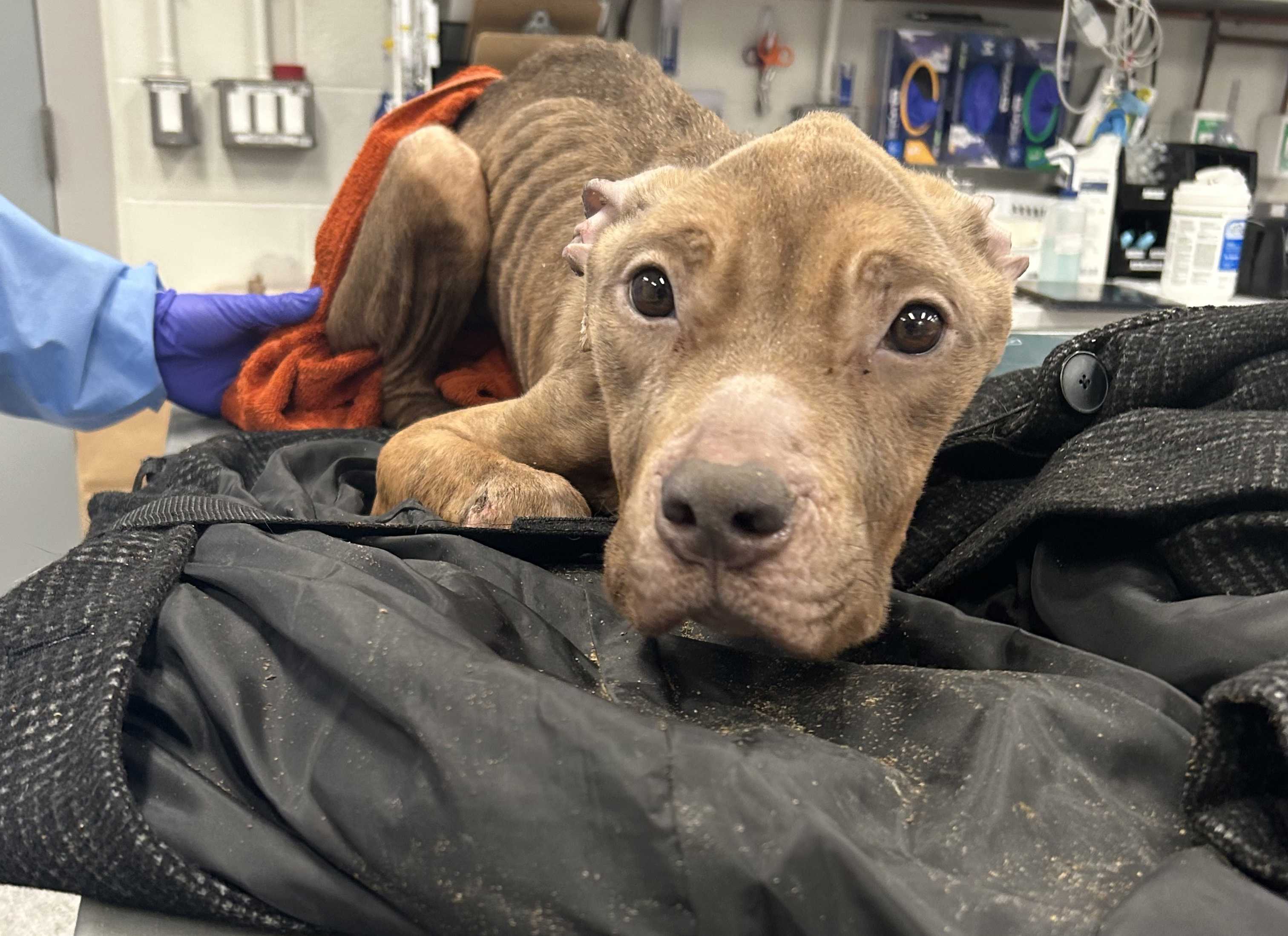 Public's help sought after severely emaciated dog arrives at MSPCA-Angell