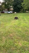 Dog cutely chases water coming out of hose
