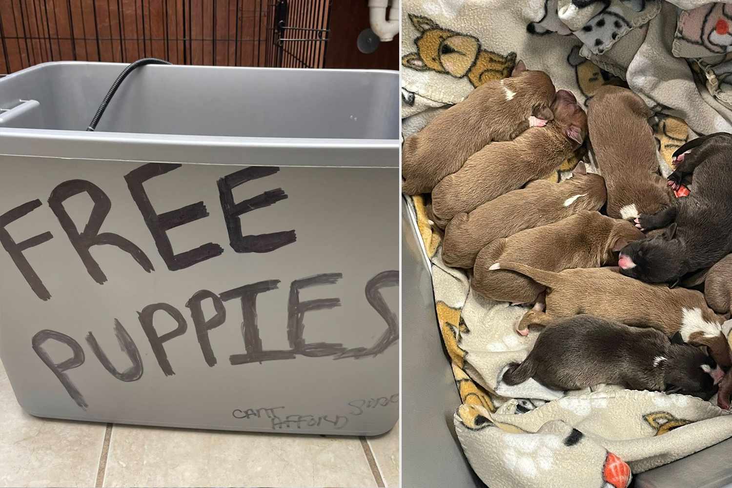 Texas shelter saves 9 newborn dogs dumped in bin with 'free puppies ...