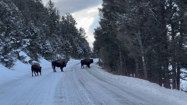 Driver encounters bison 'jam' in snowy Yellowstone Canyon