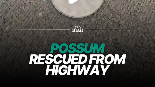 Frightened possum rescued from busy highway