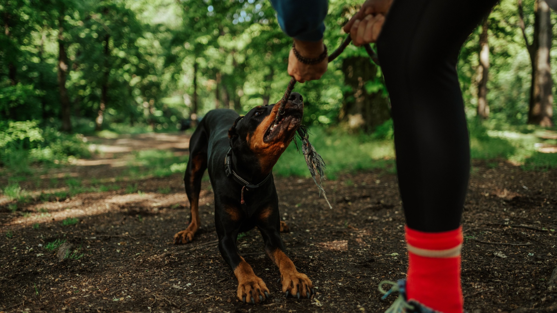 A closer look at Your Dog Paces Instead Of Settling