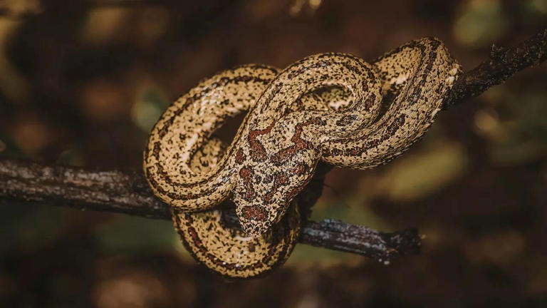 7 snakes that hunt birds in trees: How tree-living predators use ...