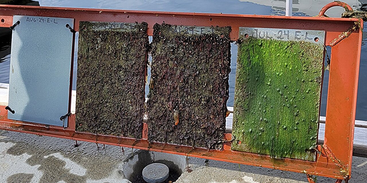 Graphene coatings can serve as an eco-friendly alternative to biocides