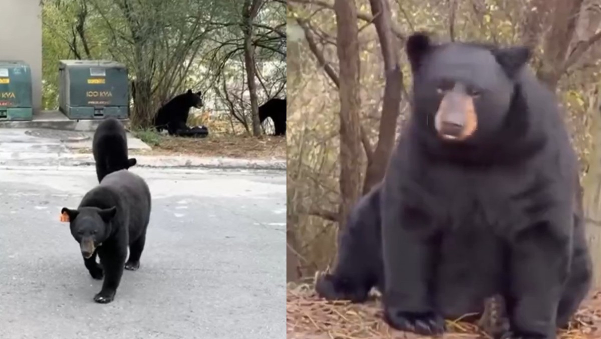 Avistamientos de osos sorprenden en Área Metropolitana de Monterrey | VIDEO