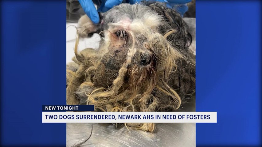 Newark shelter seeks rescue help after severely neglected dogs are ...
