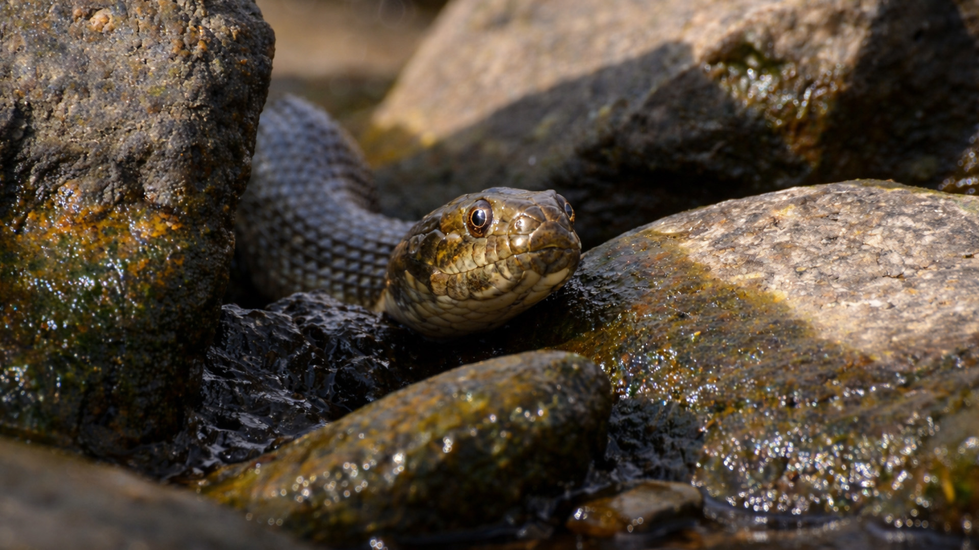 I found a snake hidden among the rocks