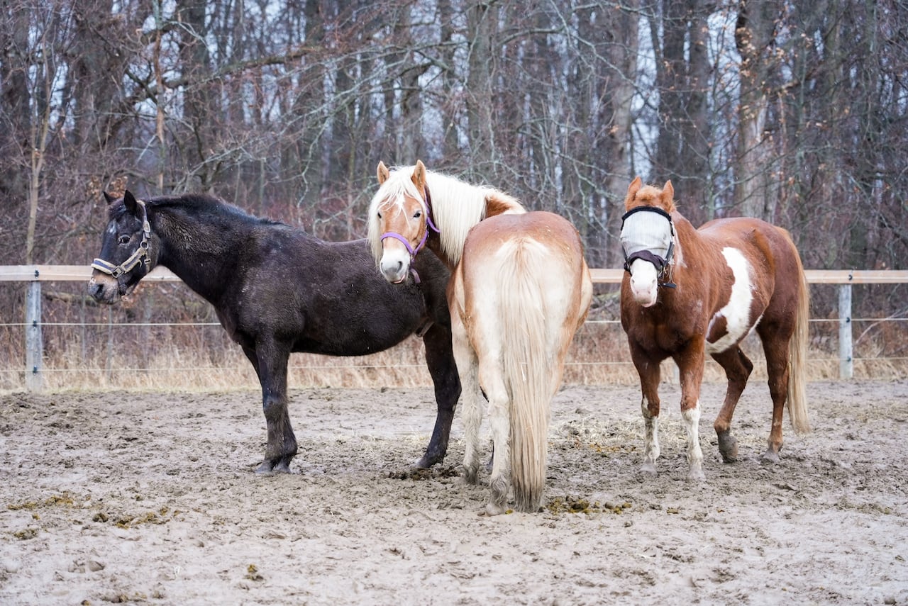 Therapeutic riding association offering new event for seniors